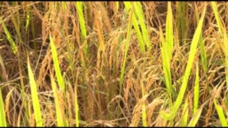 Large Rice Field