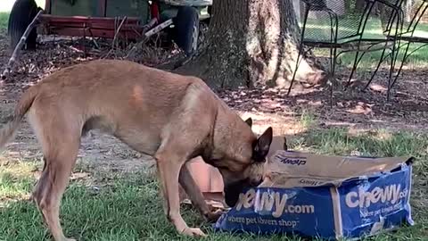 Dog not happy with empty Chewy box!