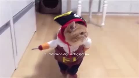el mejor gato pirata