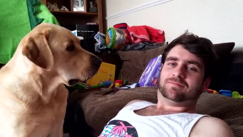Ignoring a Labrador