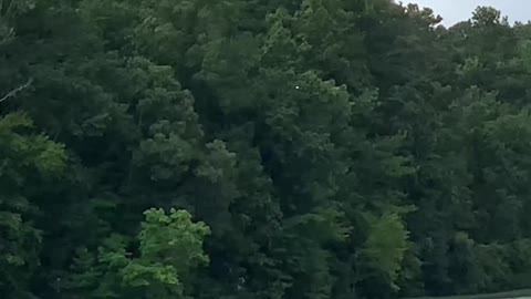 Osprey pesters the bald eagles