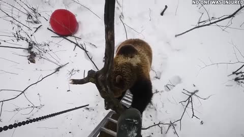 30 WORST Bear Encounters in Alaska!!!