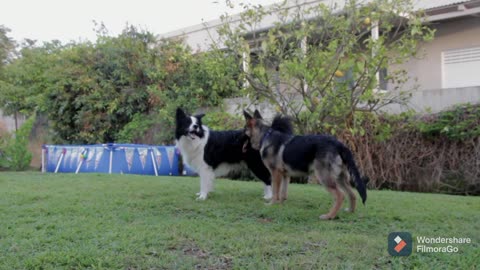 Dois cachorros fofos brincando!