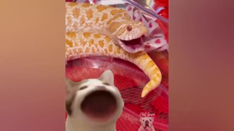 Snakes can also be cute - Funny video of snake angry pets kkkkk let's laugh