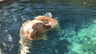 Pooch Plays in the Pool