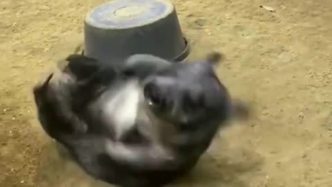 Cute Wombat Zoomies🤩