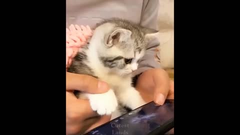 Aww Cute Baby Animals Videos Compilation ♥ Best Funny Pets Videos 2020