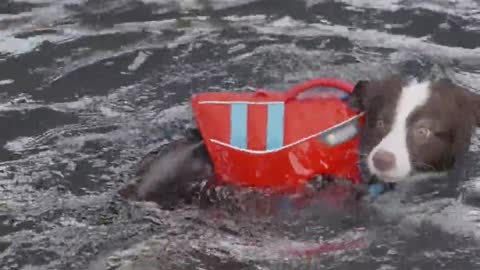 Dog Training | A Dog Swimming in the Pool