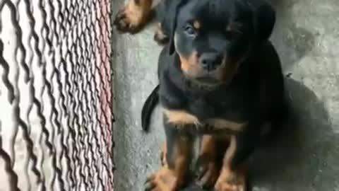 ROTTWEILLER CUTE PUPPY 😍