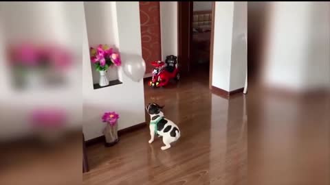 Cute little Bulldog playing with his ballon 🎈🐶