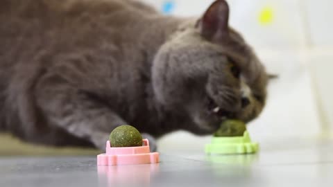 Cats play catnip