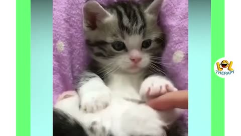 Soo Cute 😍 Happy Cats Compilation - Cutest Cat Ever 2020 August