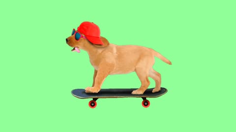 #cool dog scooter#