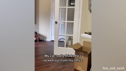 HILARIOUS CAT Makes Jokes Funniest Cats