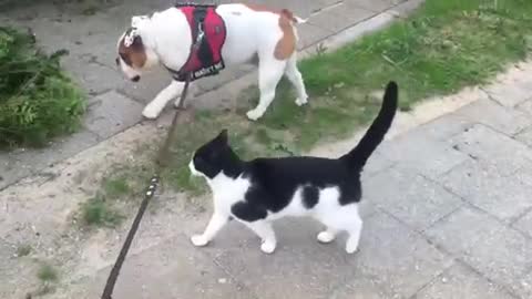 Friendly feline can't get enough of bulldog compani bcsf