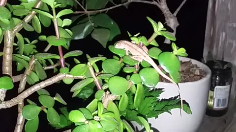 Lizard Napping On The Jade