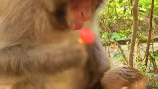 Mother monkey eats lollipop
