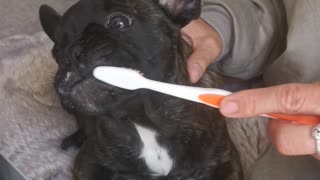Cute French Bulldog Has Teeth Brushed