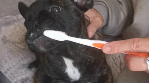 Cute French Bulldog Has Teeth Brushed