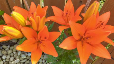 Beautiful orange lily