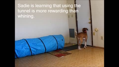 Training for Dogs - Dog Behavior Training