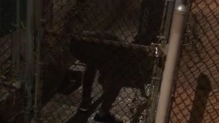 Guy trying to slowly climb over fence face plant