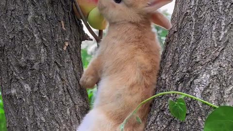 The little bunny sitting on a tree and eating peaches.