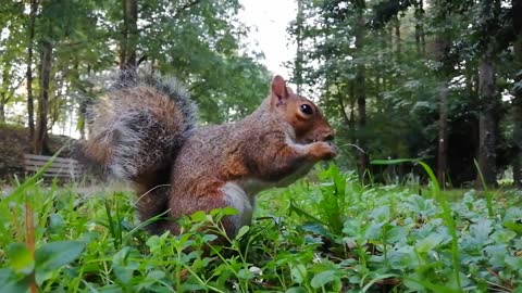 Squirrel or Sciuridae