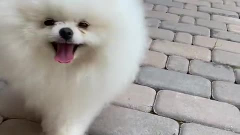 Cute Puppy happily walking on tiled floor, Whatsapp status.