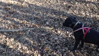 Ambitious dog attempts to pick up huge stick
