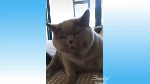 cute reaction cat and dog try to don't lough
