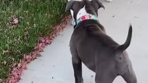 Pretty cute cat and puppy meet for the first time🤡🤡😹😹