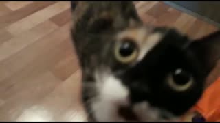 A hungry cat requires the owners to give her food