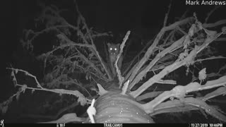 Trail Camera Catches Mountain Lion