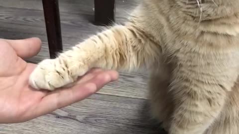 Cat, give 5