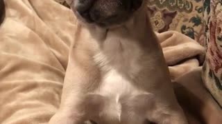 Grey dog growling at owners hand while on sofa