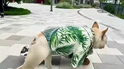 French bulldog skates down the stairs, shocking the passers-by