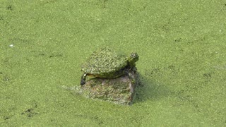 Florida Turtle Sunning in Florida wetlands