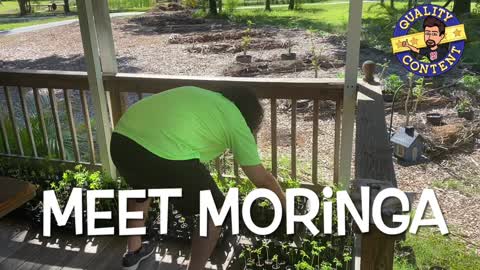 Meet Moringa. Florida Gardeners Grow 200k a Year With One Acre #SmartFlorida Launching 🚀 T-57