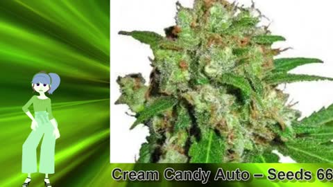 Cream Candy Auto – Seeds 66