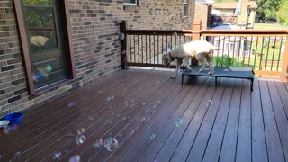 Buddy Discovers Bubbles