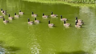 Geese out for a swim