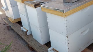 Honey Hive Farms, bees at work