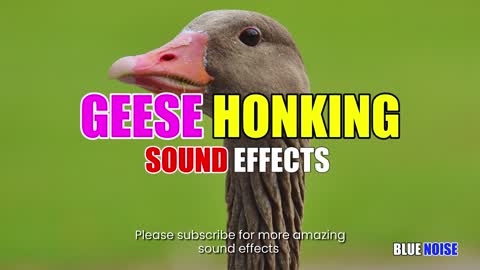 Geese honking sounds effects