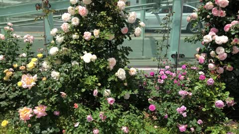 Roses in Shinjuku, Tokyo.