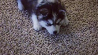 Ellie Sky the husky playing!