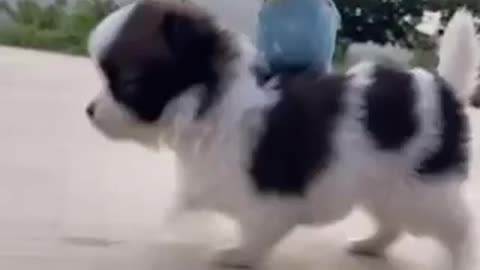 Puppy vs parrot who win funny #shorts