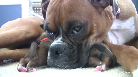 Boxer's Two-Day-Old Puppies (in HD)