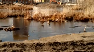 Утки на льду. Ducks on ice.