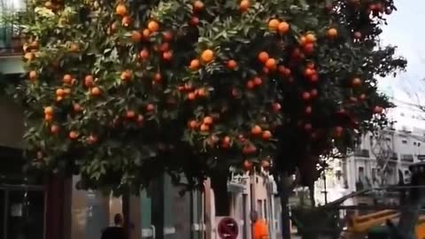 The ingenious solution of the Spanish authorities is a fruit picking machine.